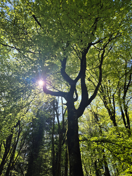 River & Woodland Experience