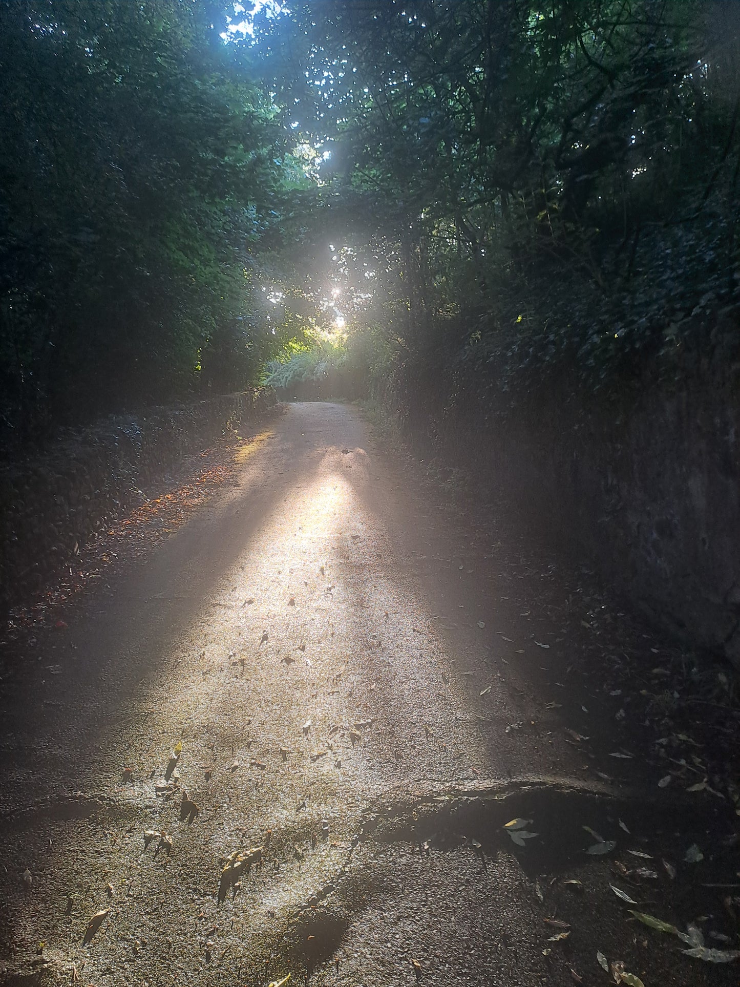 River & Woodland Experience