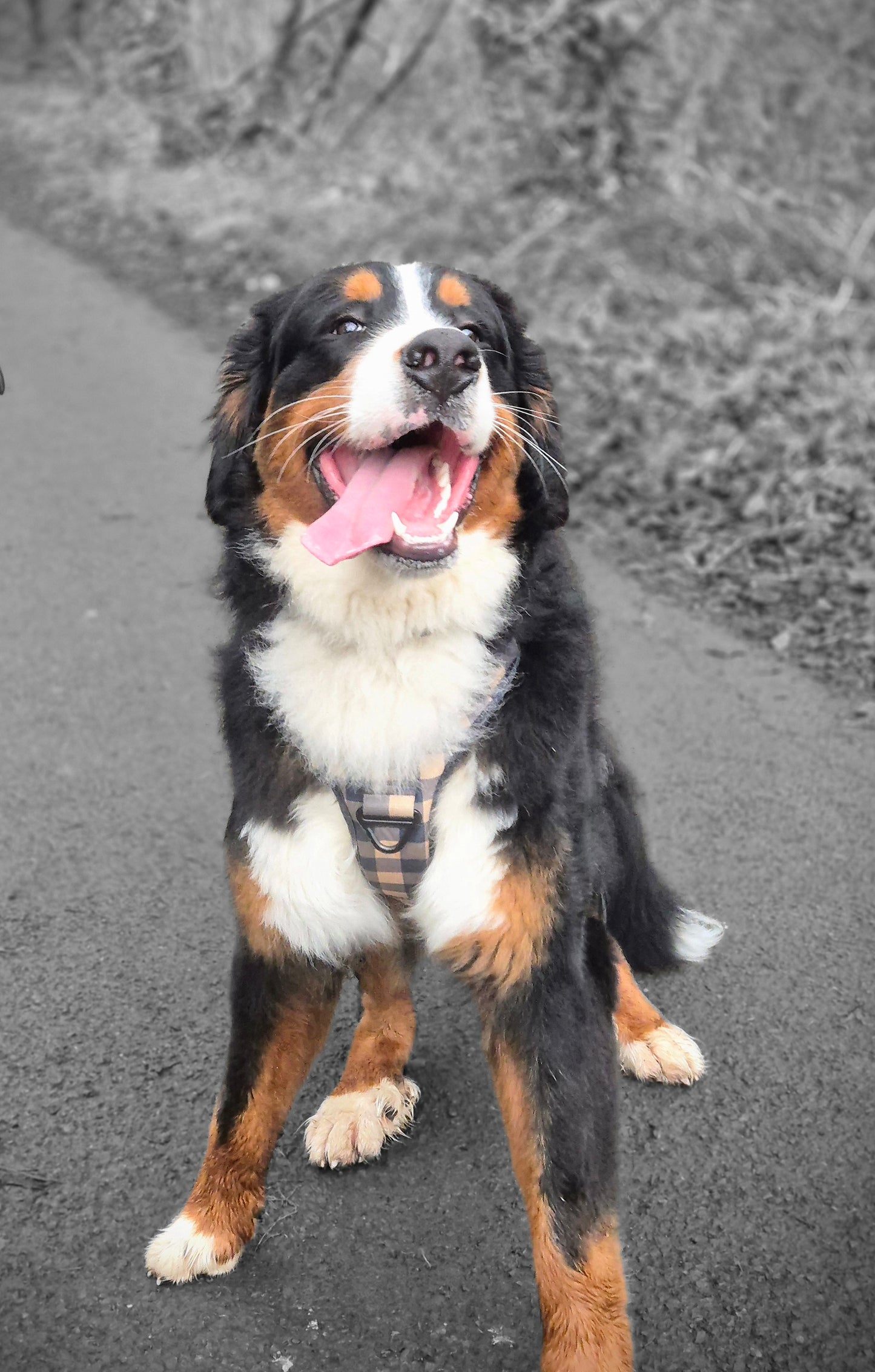 River & Woodland Experience